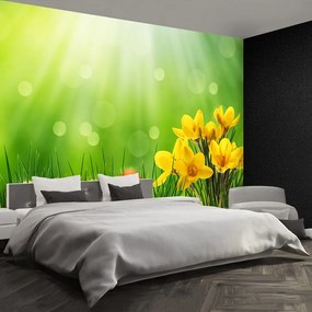 Fototapet Crocuses de Paști