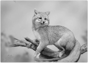 Tablou - Vulpe gri (70x50 cm)