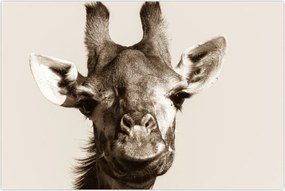 Tablou - Portret de girafă, de epocă (90x60 cm)