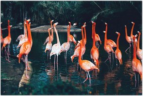 Tablou - turmă de flamingo (90x60 cm)