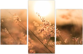 Tablou - Iarbă la soare (90x60 cm)