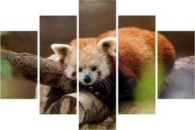 Tablou cu panda roșie (150x105 cm)