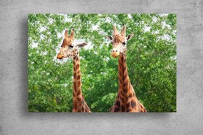 Tablouri Canvas Animale - Doua girafe