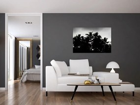 Tablou alb negru - palmieri (90x60 cm)