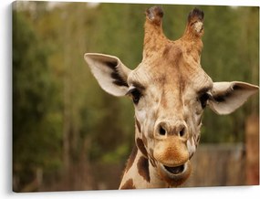 Tablou girafe (70x50 cm)
