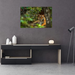 Tablou - Tigru odihnindu -se (90x60 cm)