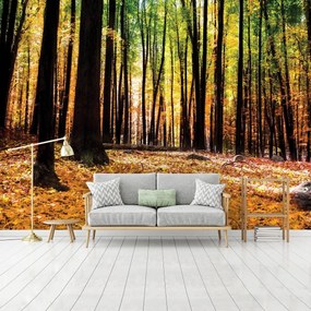 Fototapet - Păduri (152,5x104 cm)