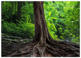 Tablou pe sticlă - Copac bătrîn cu rădăcini (70x50 cm)