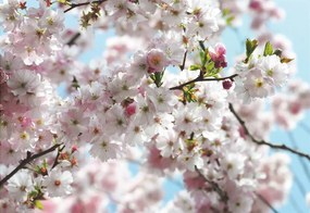 Fototapet Flori de cires Hanami