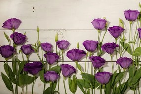 Fototapet autoadezive flori violete frumoase