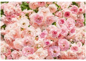 Fototapet trandafiri roz sublim