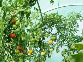 Folie fără structură pentru solar de grădină 2x3,5m