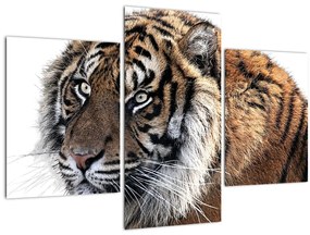 Tablou cu tigrul (90x60 cm)