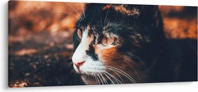 Tablou - Privirea pisicii (120x50 cm)