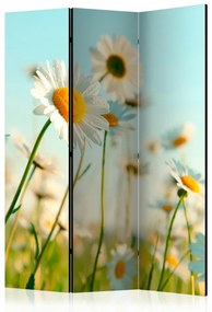Paravan - Daisies - spring meadow [Room Dividers]