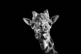 Fotografie Giraffe in Black and White, Malcolm MacGregor