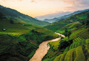 Fototapet - Câmpul de orez Mu Cang Chai (147x102 cm)