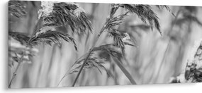 Tablou - Tei,alb-negru (120x50 cm)