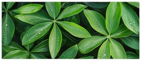 Tablou - Frunze cu picături de rouă (120x50 cm)