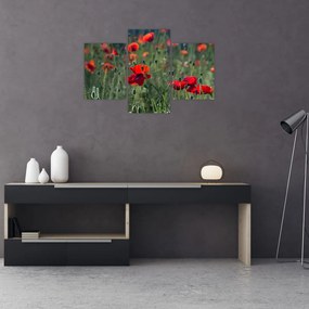 Tablou - Lunca cu maci (90x60 cm)