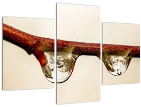 Tablou cu picături de apă pe creangă (90x60 cm)