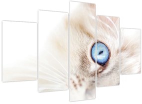 Tablou - Pisicuță (150x105 cm)