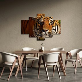 Tablou cu tigrul (150x105 cm)