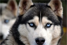 Tablou cu câinele husky (90x60 cm)
