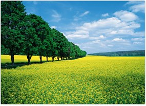 Tablou - Câmp cu alei (70x50 cm)