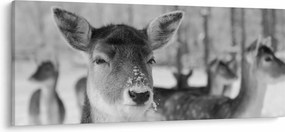 Tablou - Cerbi,alb-negru (120x50 cm)