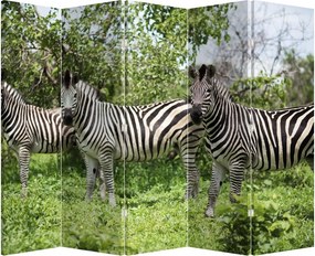 Paravan - Zebre (210x170 cm)