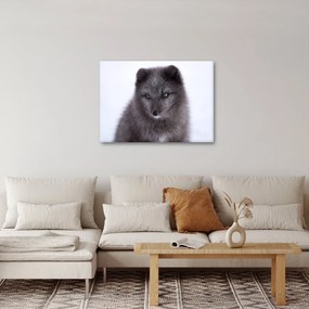 Tablou cu vulpe polară (70x50 cm)