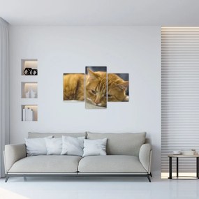 Tablou cu pisica (90x60 cm)