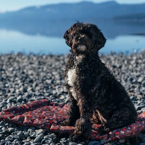 Pat de călătorie maro pentru câini 50x75 cm Outdoor Chill Pad Mocha M – P.L.A.Y.