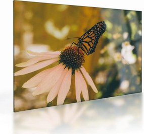 Tablou pe sticlă cu fluture pe floare (70x50 cm)