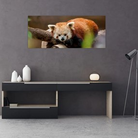 Tablou cu panda roșie (120x50 cm), în 40 de alte dimensiuni noi