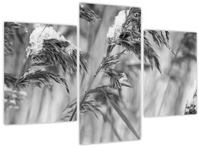 Tablou - Tei,alb-negru (90x60 cm)