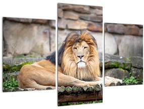 Tablou cu leu (90x60 cm)