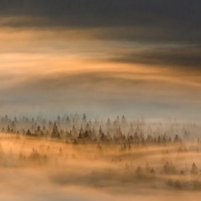 Fototapet, Golden Fir Forest, Rebel Walls
