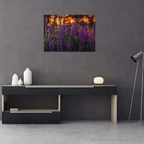 Tablou pe sticlă - Flori de lupin (70x50 cm)