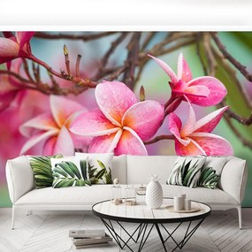 Fototapet frangipani roz