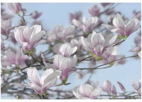 Fototapet magnolii roz delicate