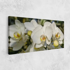Tablou Canvas, 40x80cm, Dormitor si Living, Flori, Orhidee, Big Orchids In Nature