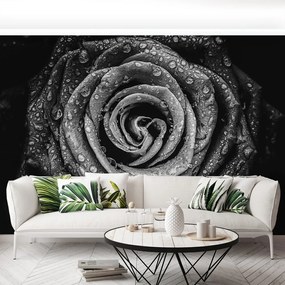 Fototapet Rose negru