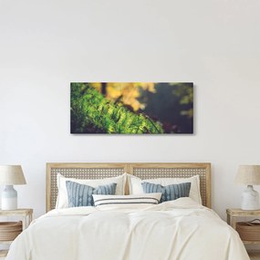 Tablou - Ciupercă și muschi (120x50 cm)