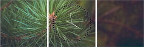Tablou - Pin (cu ceas) (90x30 cm)