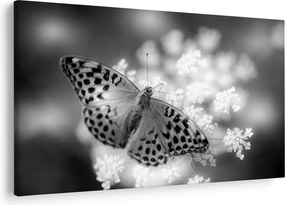 Tablou - Detailu cu fluture care polenizează floare (90x60 cm)