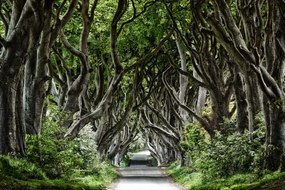 Fototapet, Magical Alley, Rebel Walls
