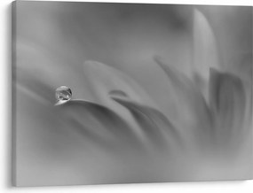 Tablou - Picătură pe floare,alb-negru (70x50 cm)