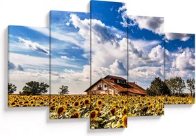 Tablou cu câmp de floarea soarelui (150x105 cm)